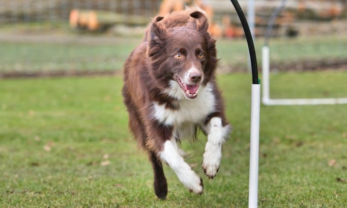 Hoopers/Hoop-Agi/Nadac © Hundeschule gooddog