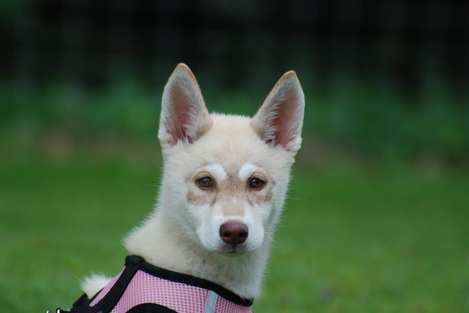 Husky Welpenschule © Hundeschule gooddog