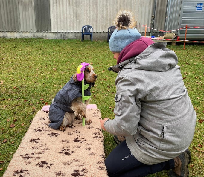 Zwergligruppe/Zwerghunde © Hundeschule gooddog