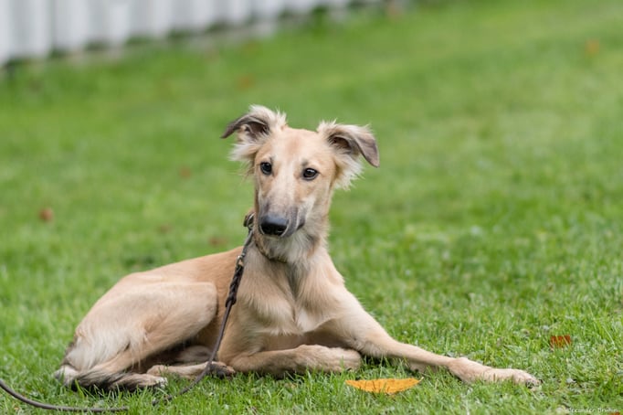 Junghundekurs © Hundeschule gooddog