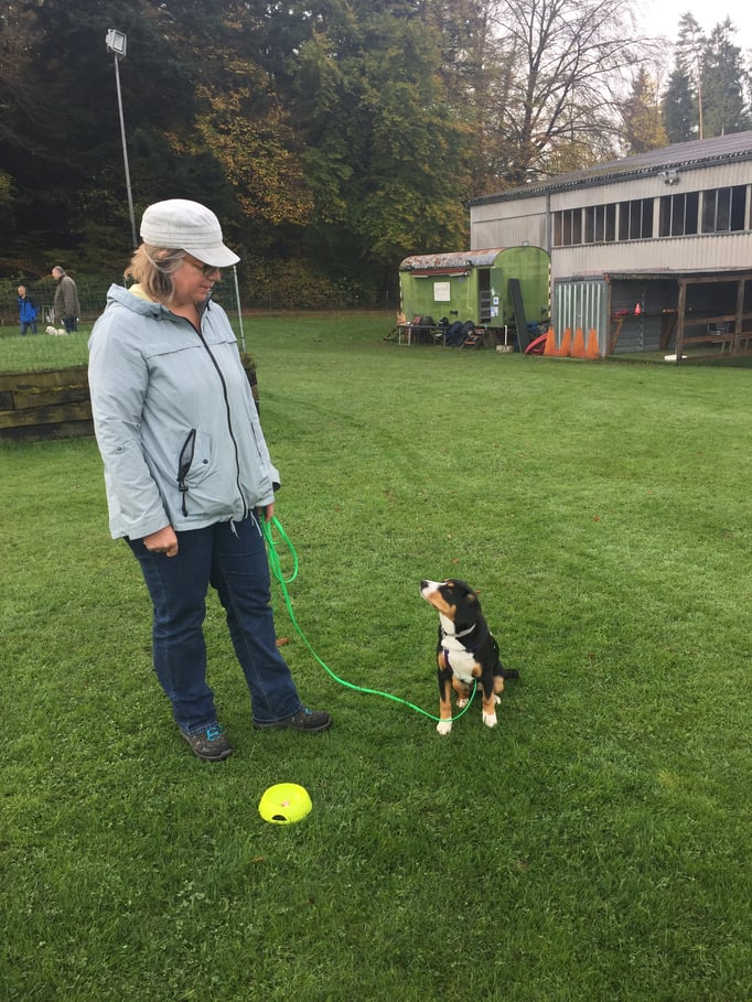 Junghundekurs © Hundeschule gooddog