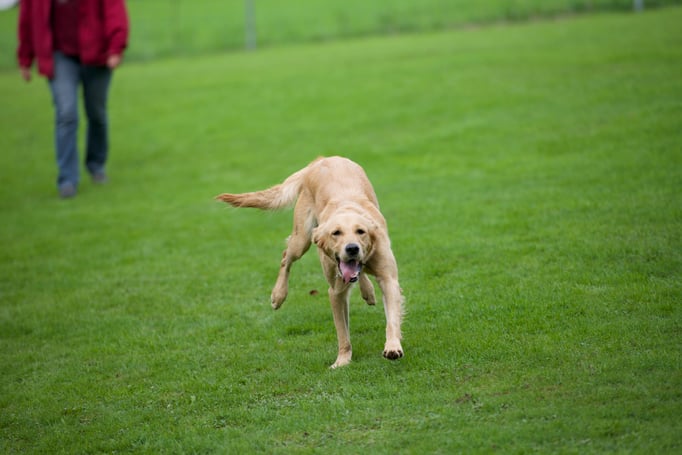 Rückruftraining © Hundeschule gooddog