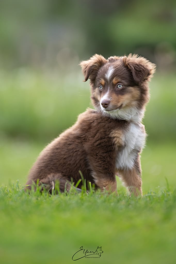 Welpenschule © Hundeschule gooddog 
