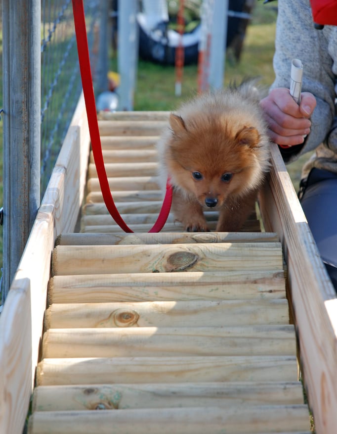 Zwergligruppe/Zwerghunde © Hundeschule gooddog