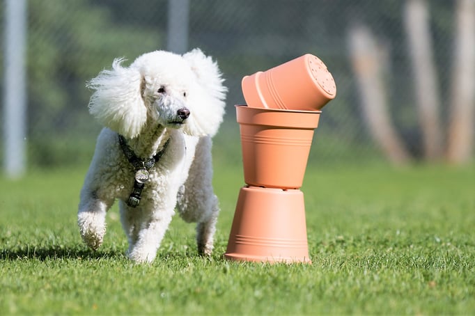 SpassSport © Hundeschule gooddog