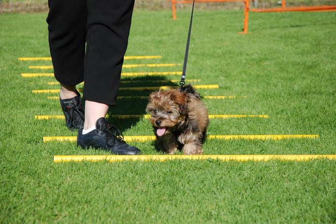 Zwergligruppe/Zwerghunde © Hundeschule gooddog