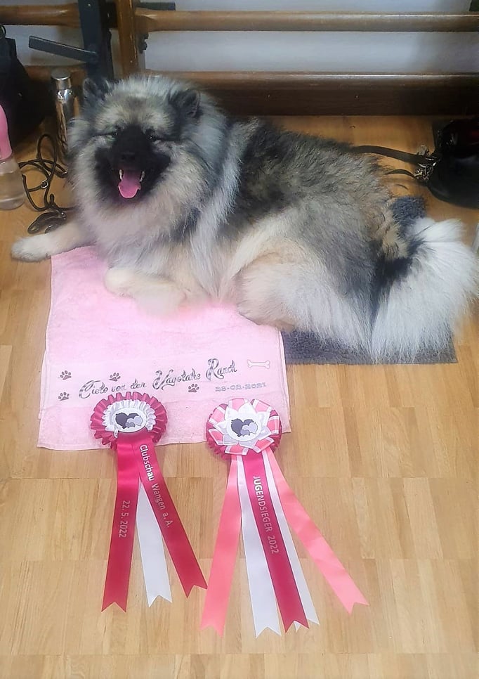 Ringtraining © Hundeschule gooddog