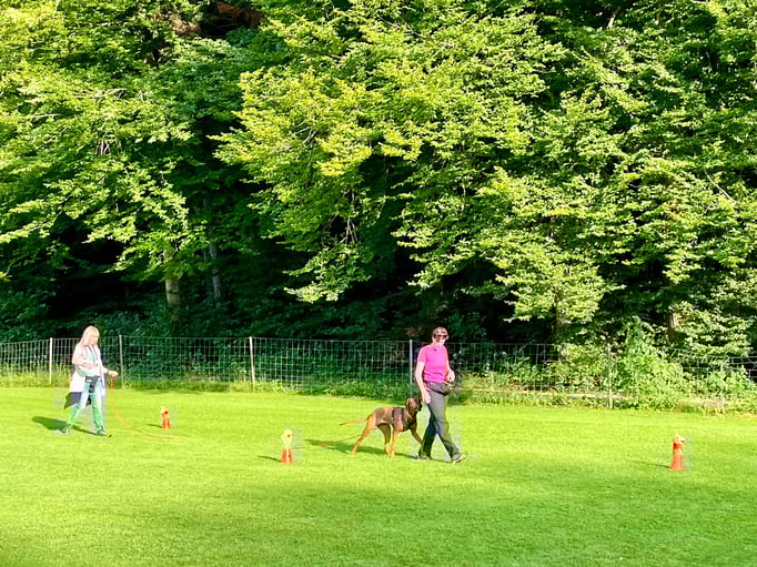 Junghundekurs © Hundeschule gooddog