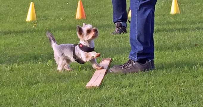 Zwergligruppe/Zwerghunde © Hundeschule gooddog