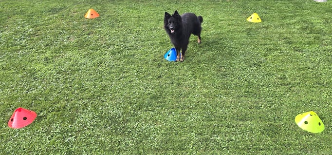 SpassSport © Hundeschule gooddog