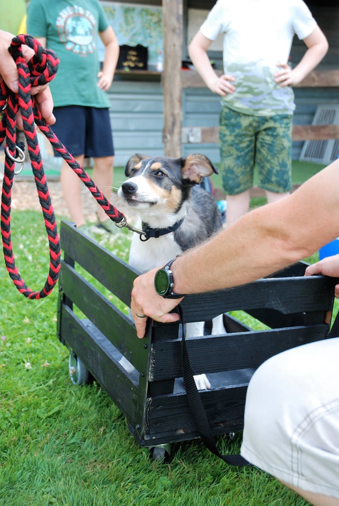 Welpenschule © Hundeschule gooddog 