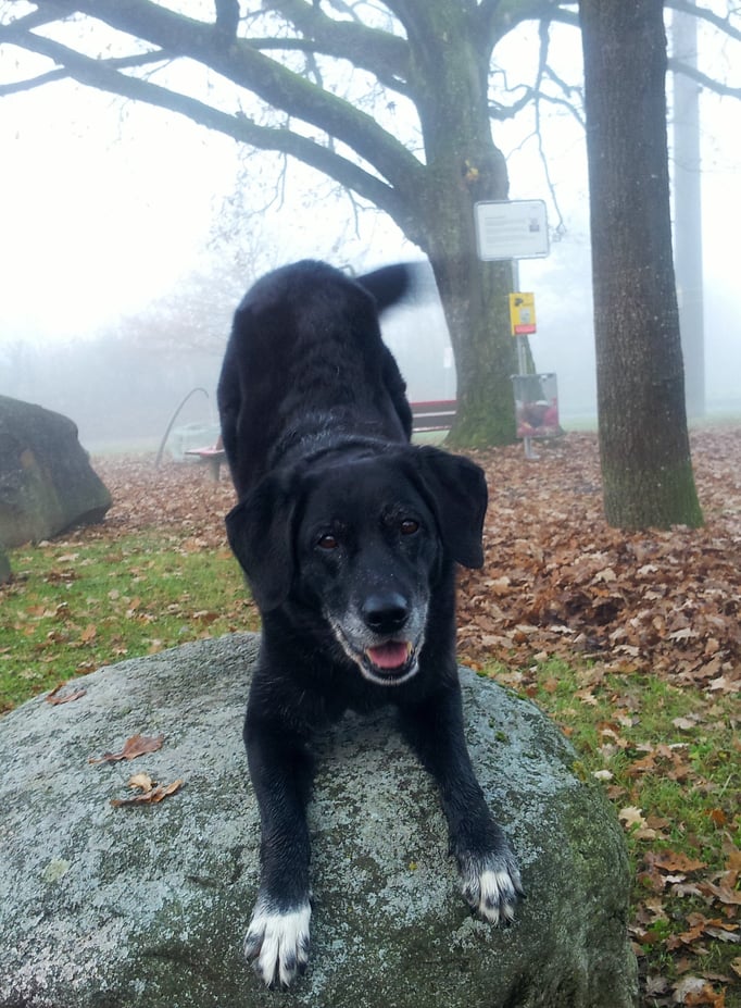 Clicker-Training © Hundeschule gooddog