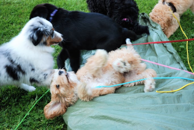 Welpenschule © Hundeschule gooddog