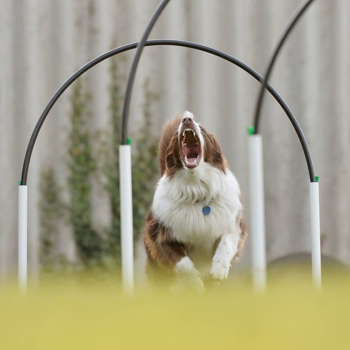 Hoopers/Hoop-Agi/Nadac © Hundeschule gooddog