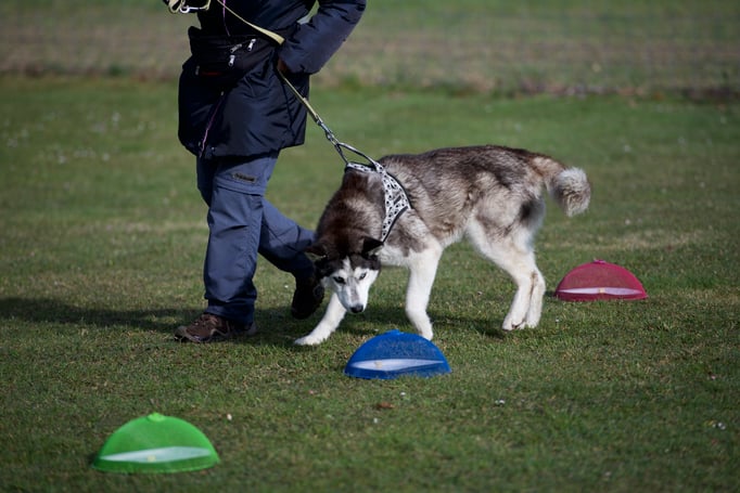 Anti-Giftköder-Kurs @ Hundeschule gooddog
