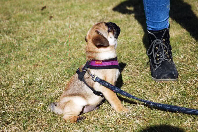 Zwergligruppe/Zwerghunde © Hundeschule gooddog