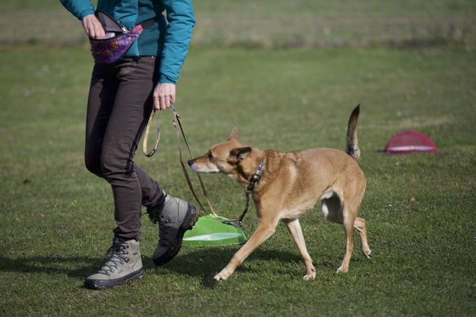 Anti-Giftköder-Kurs @ Hundeschule gooddog