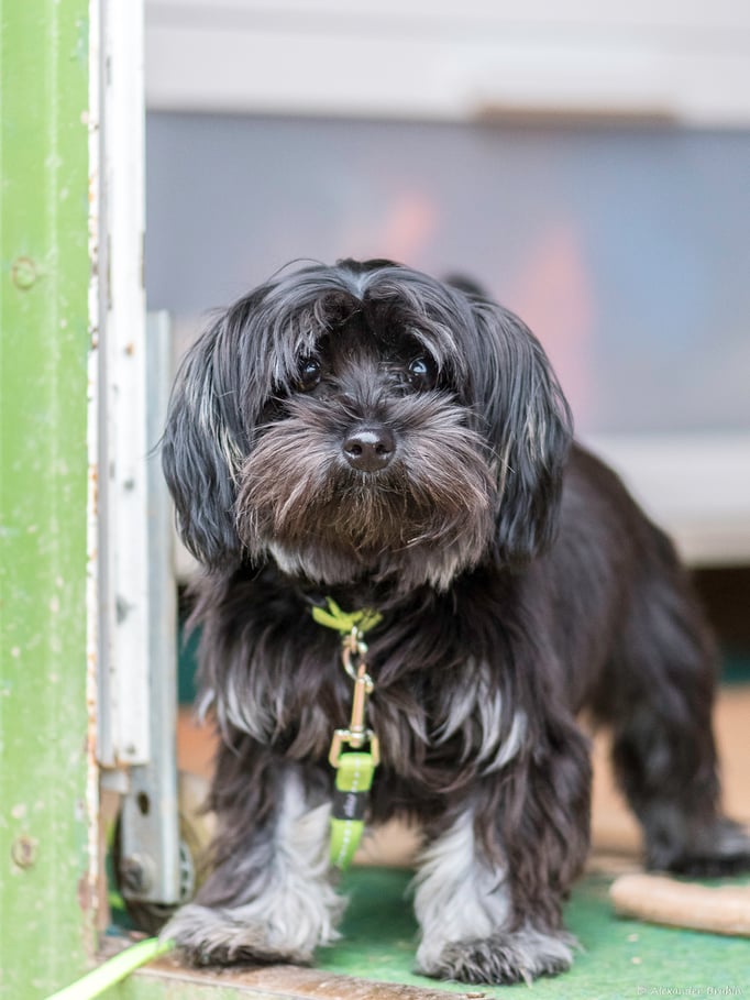 Zwergligruppe/Zwerghunde © Hundeschule gooddog