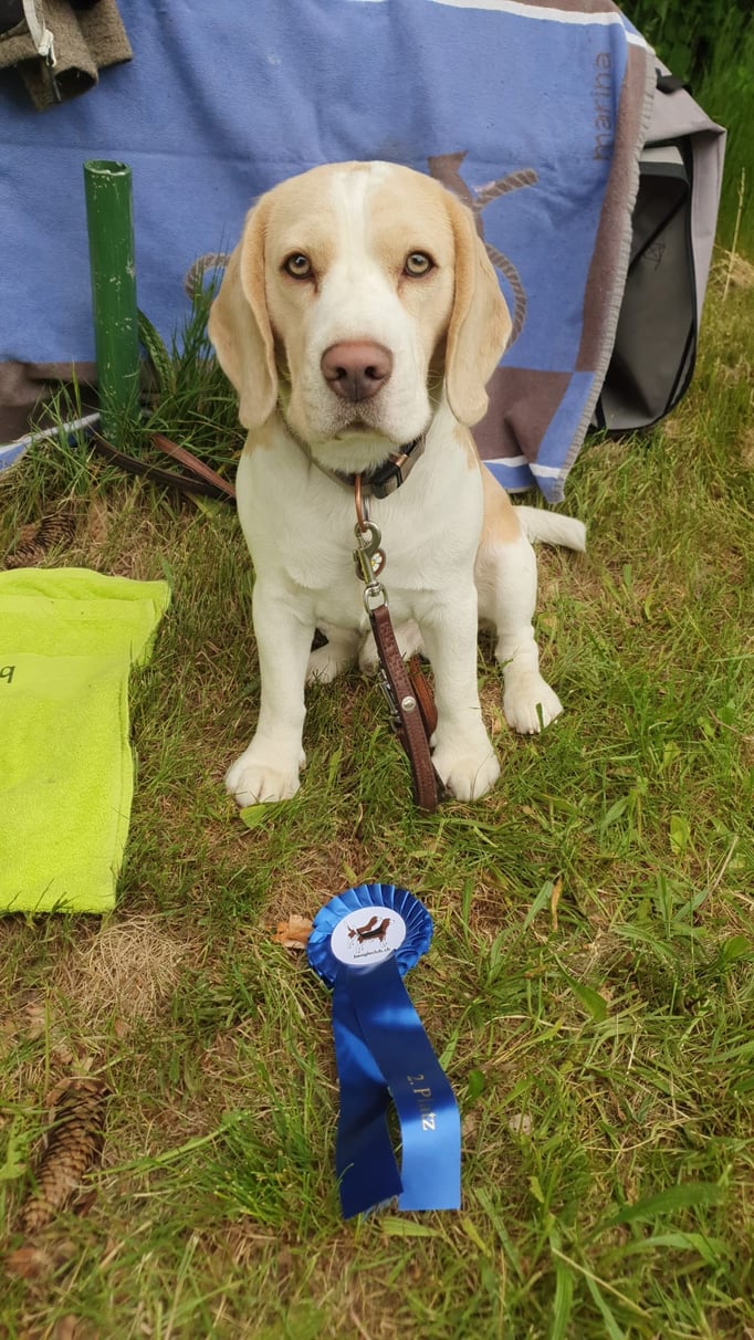 Ringtraining © Hundeschule gooddog