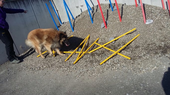 Objektsuche © Hundeschule gooddog