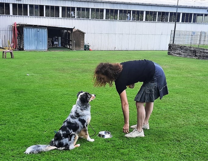 Anti-Giftköder-Kurs @ Hundeschule gooddog