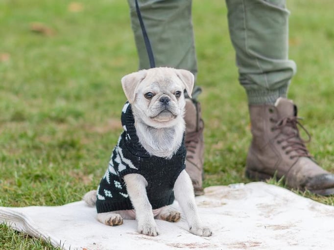 Zwergligruppe/Zwerghunde © Hundeschule gooddog