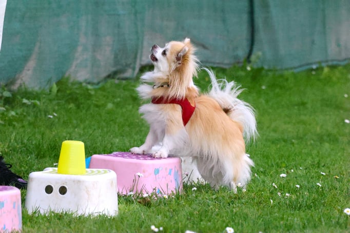 Zwergligruppe/Zwerghunde © Hundeschule gooddog