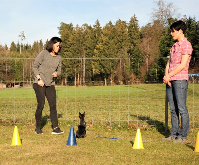 Zwergligruppe/Zwerghunde © Hundeschule gooddog
