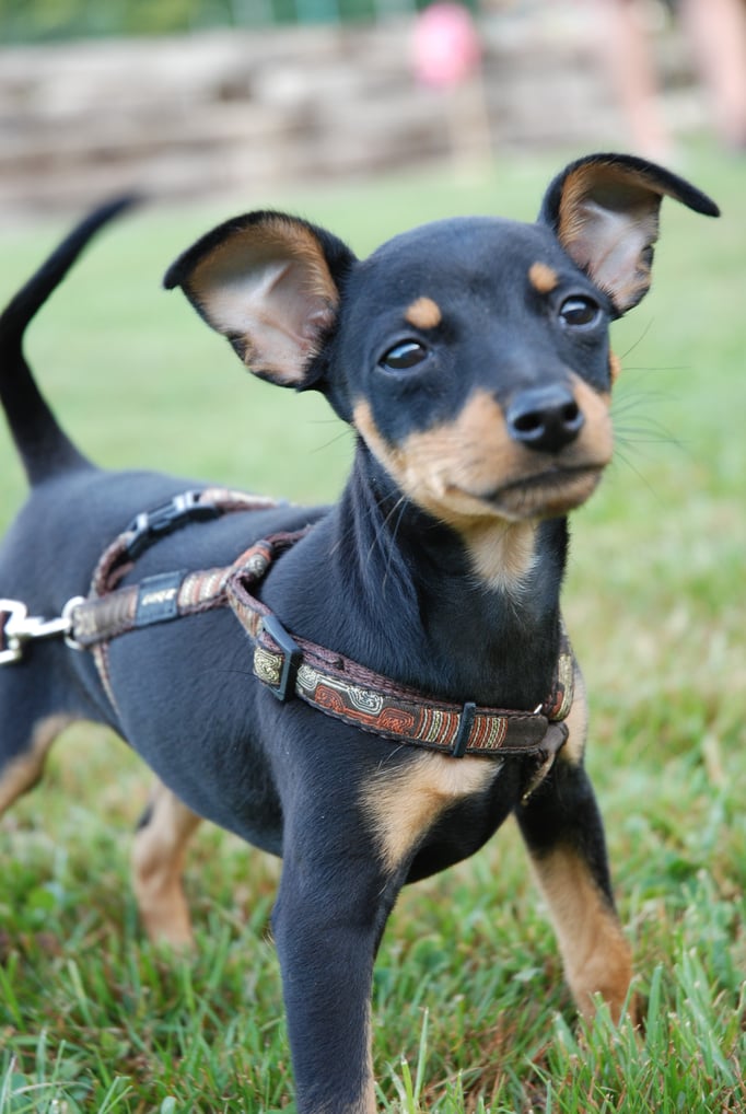 Zwergligruppe/Zwerghunde © Hundeschule gooddog