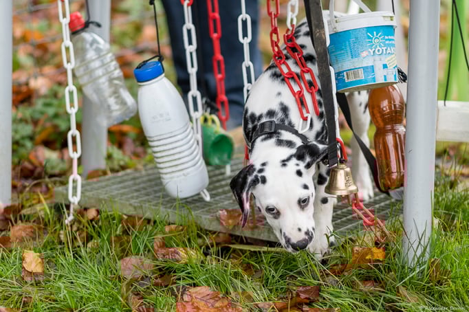 Dalmatiner in der Welpenschule © Hundeschule gooddog