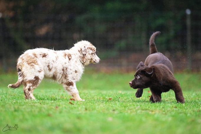 Welpenschule © Hundeschule gooddog 