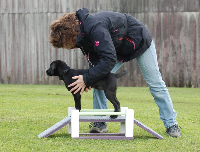 Labrador Retriever in der Welpenförderung © Hundeschule gooddog