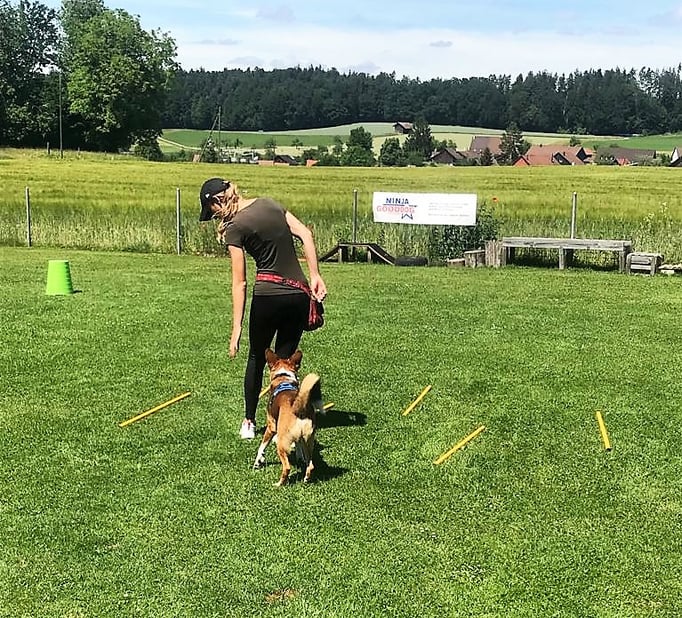 Führung © Hundeschule gooddog