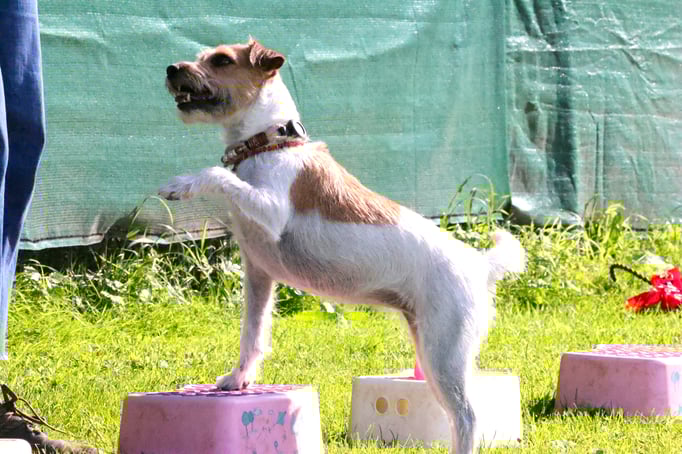 Zwergligruppe/Zwerghunde © Hundeschule gooddog