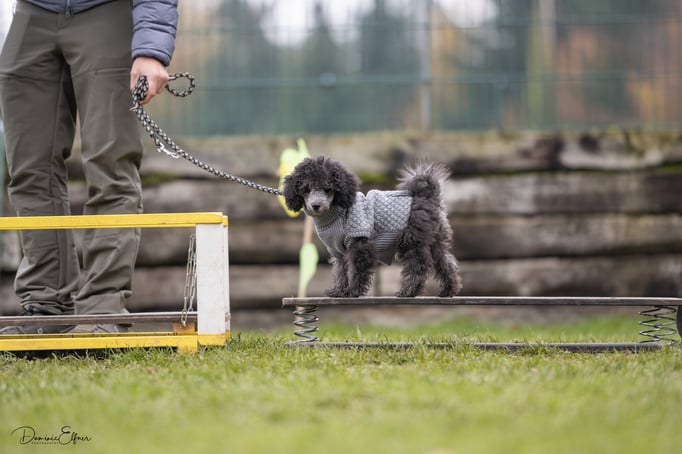 Welpenschule © Hundeschule gooddog 