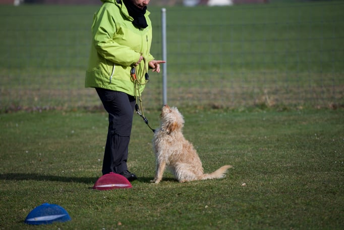 Anti-Giftköder-Kurs @ Hundeschule gooddog