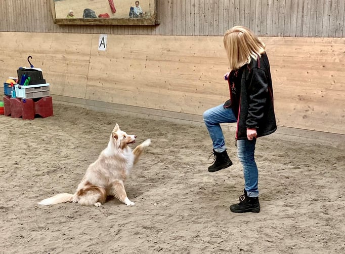 Clicker-Training © Hundeschule gooddog