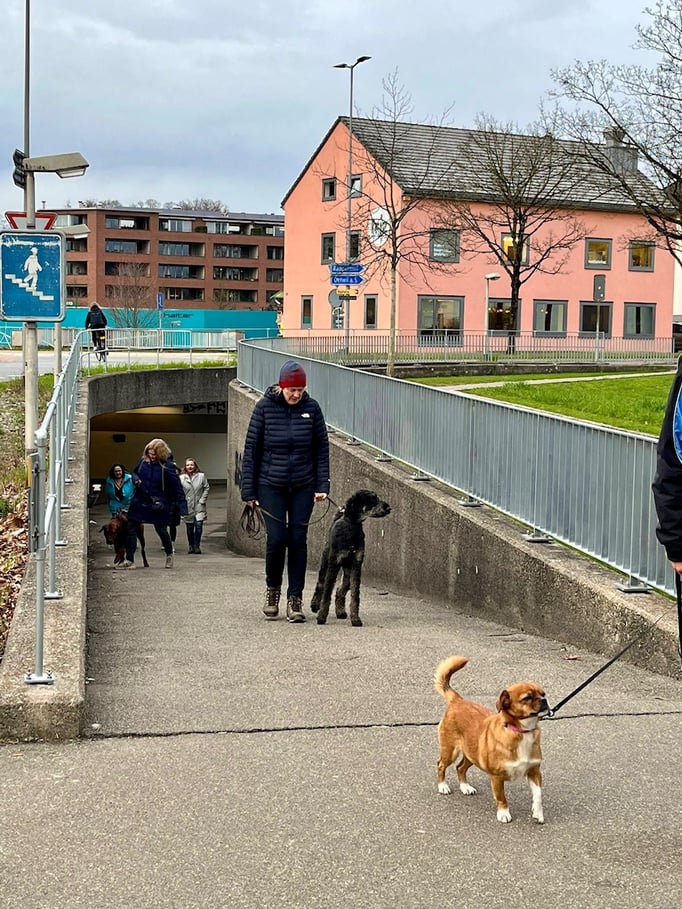 Führung © Hundeschule gooddog