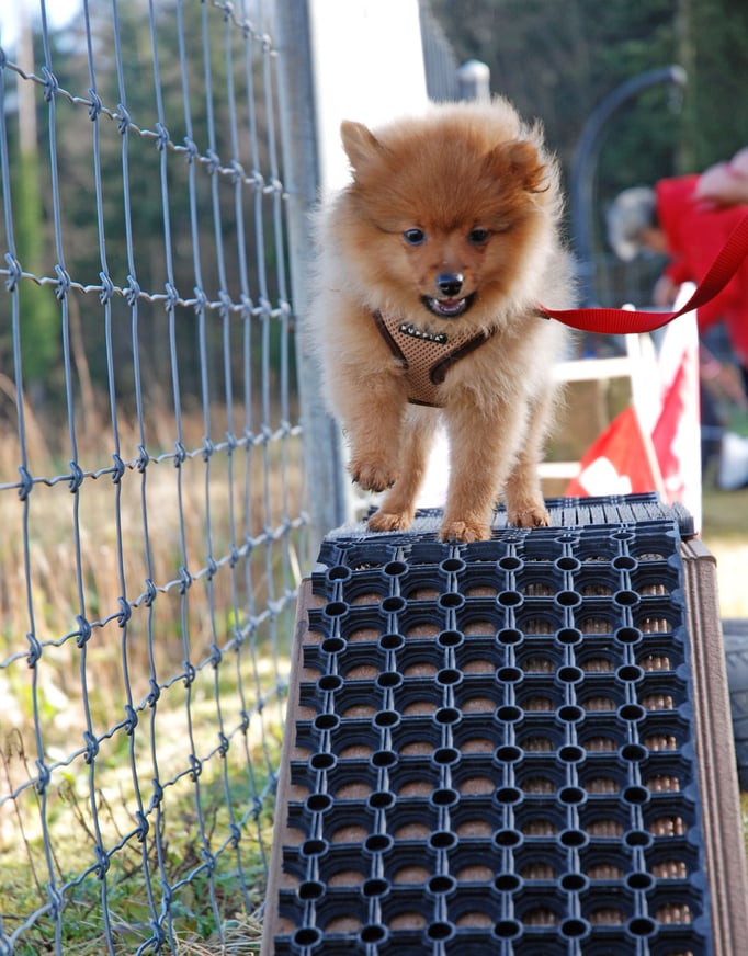 Welpenschule © Hundeschule gooddog