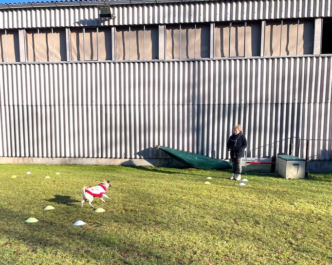 Hundeplausch/Plauschgruppe © Hundeschule gooddog