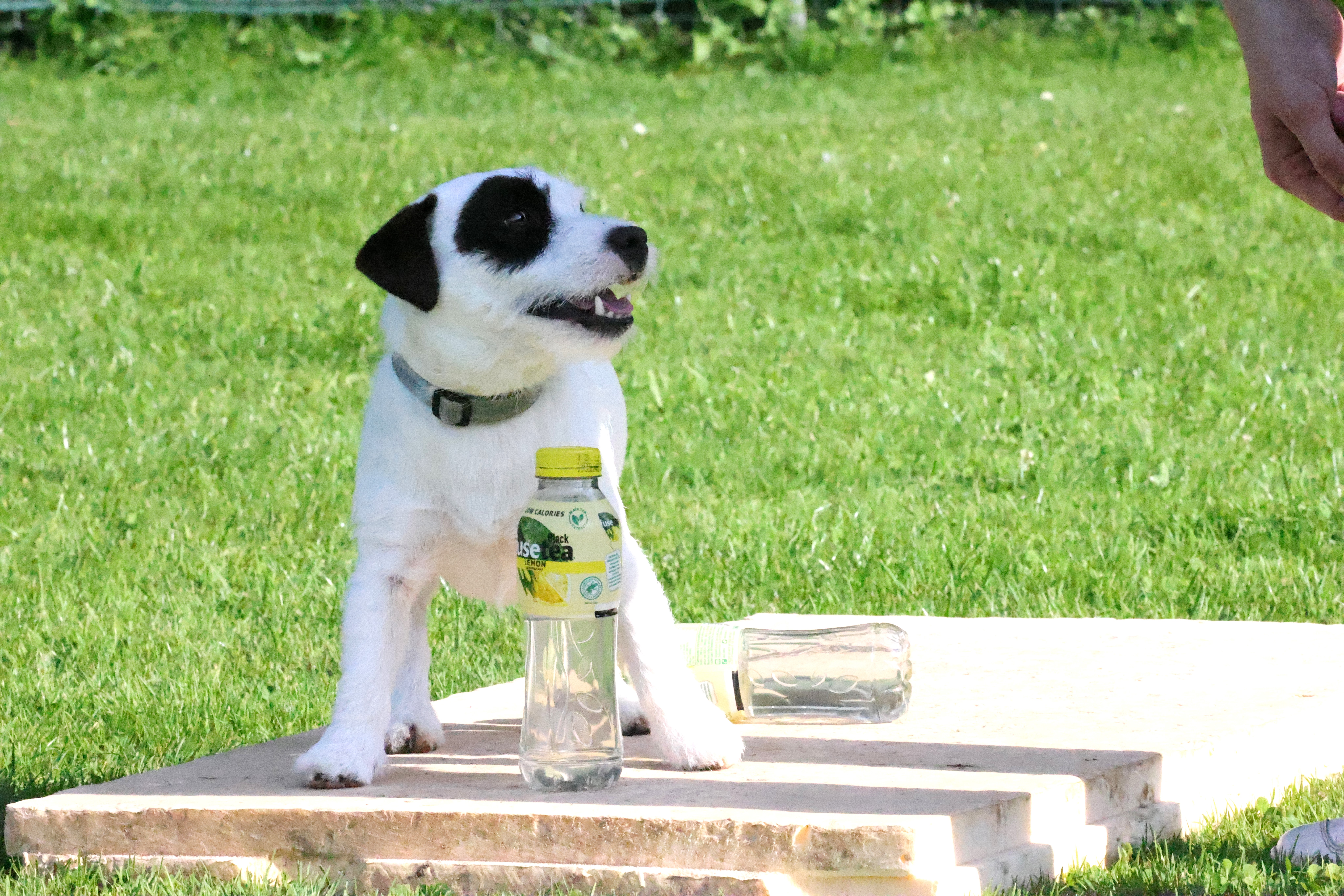 Zwergligruppe/Zwerghunde © Hundeschule gooddog