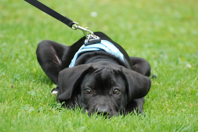 Antikdogge Nunzio Welpenschule © Hundeschule gooddog