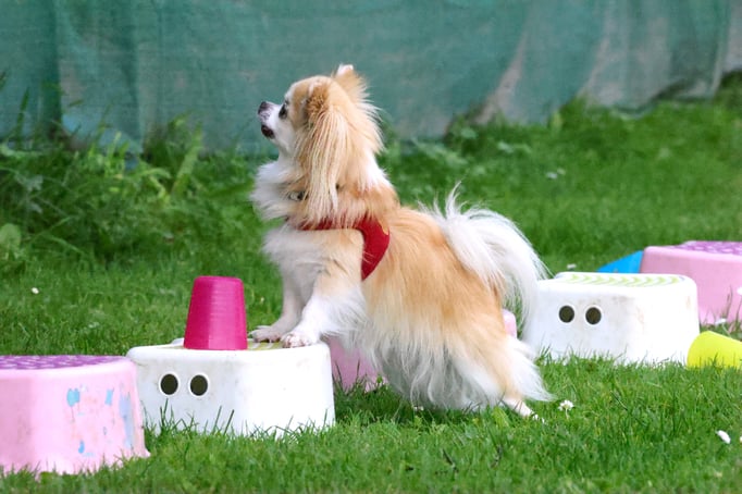 Zwergligruppe/Zwerghunde © Hundeschule gooddog