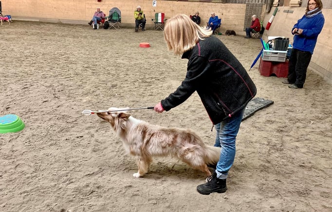 Clicker-Training © Hundeschule gooddog