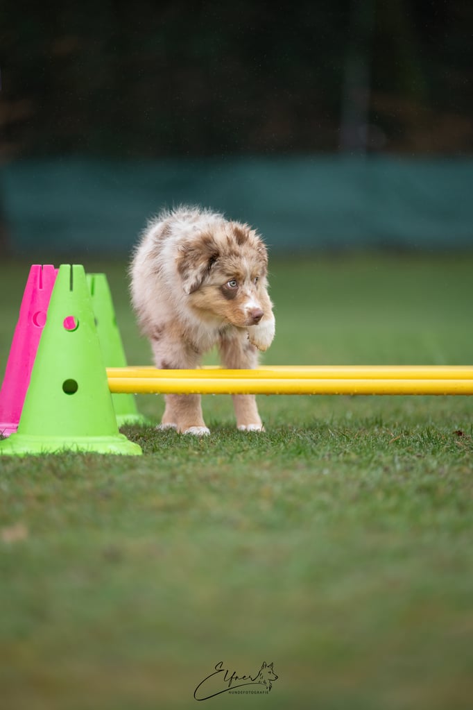 Welpenschule © Hundeschule gooddog 