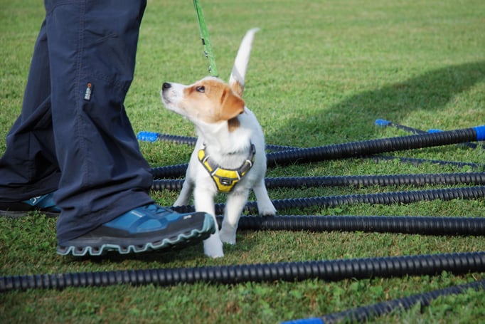 Welpenschule © Hundeschule gooddog 