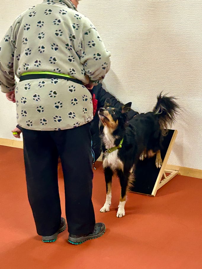 Clicker-Training © Hundeschule gooddog