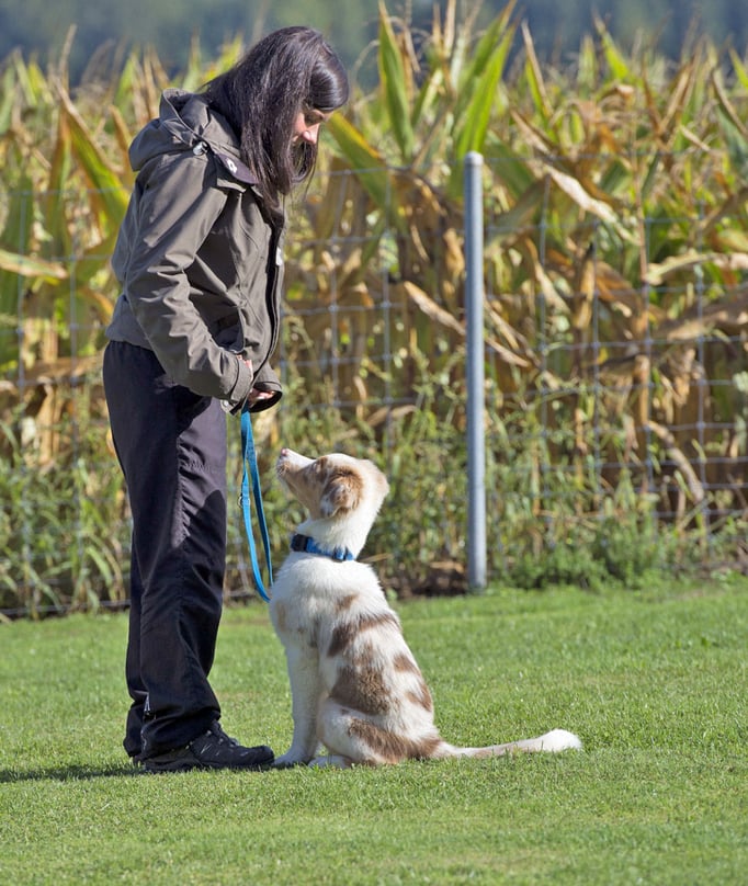 Erziehungskurs © Hundeschule gooddog
