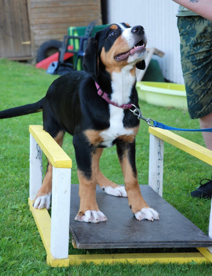 Welpenschule © Hundeschule gooddog