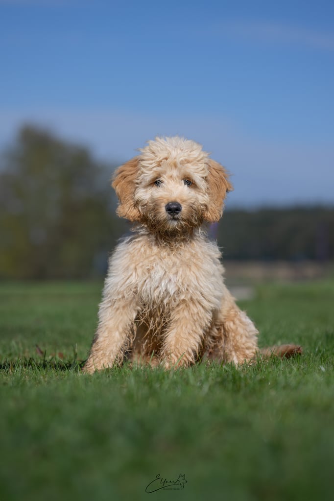 Welpenschule © Hundeschule gooddog 